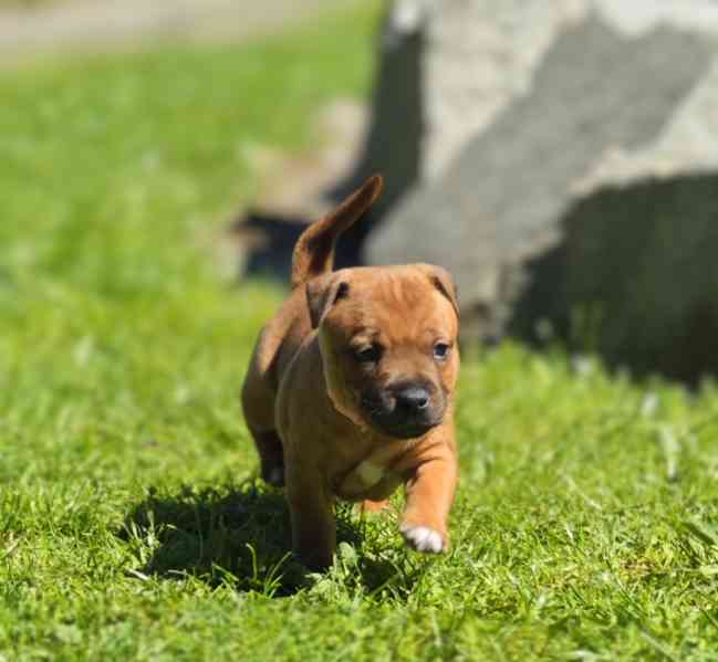Stafordšírský bulteriér bez PP  - foto 3