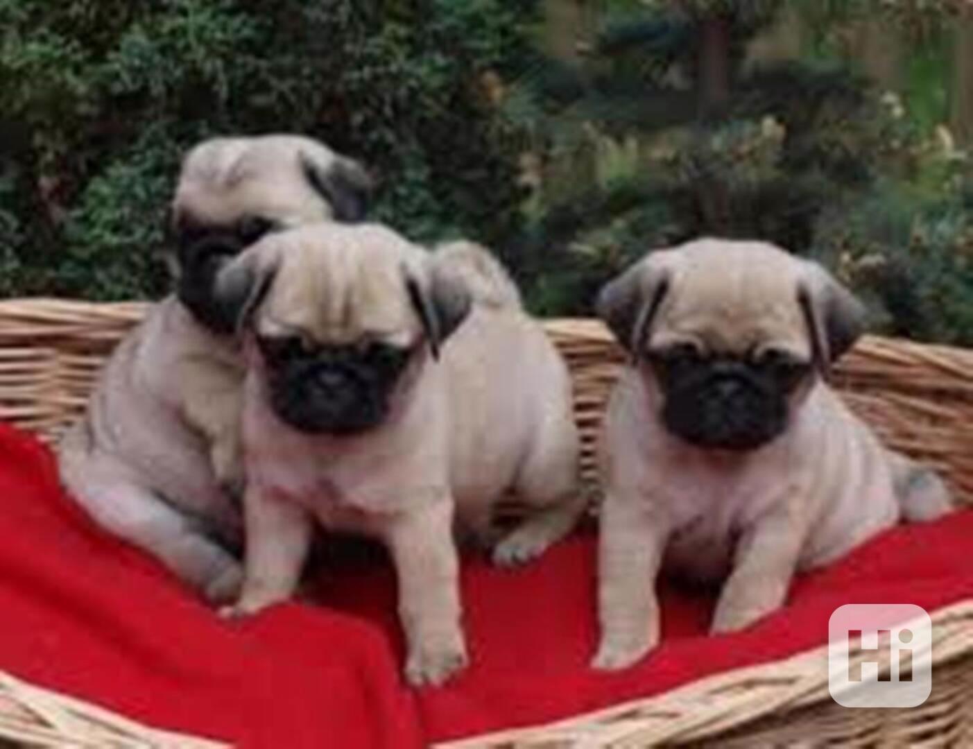 štěňata mopse k adopci - foto 1