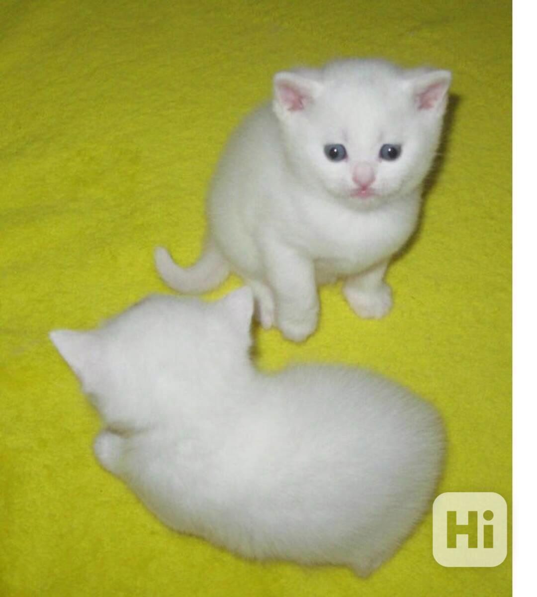 Perská koťata - foto 1