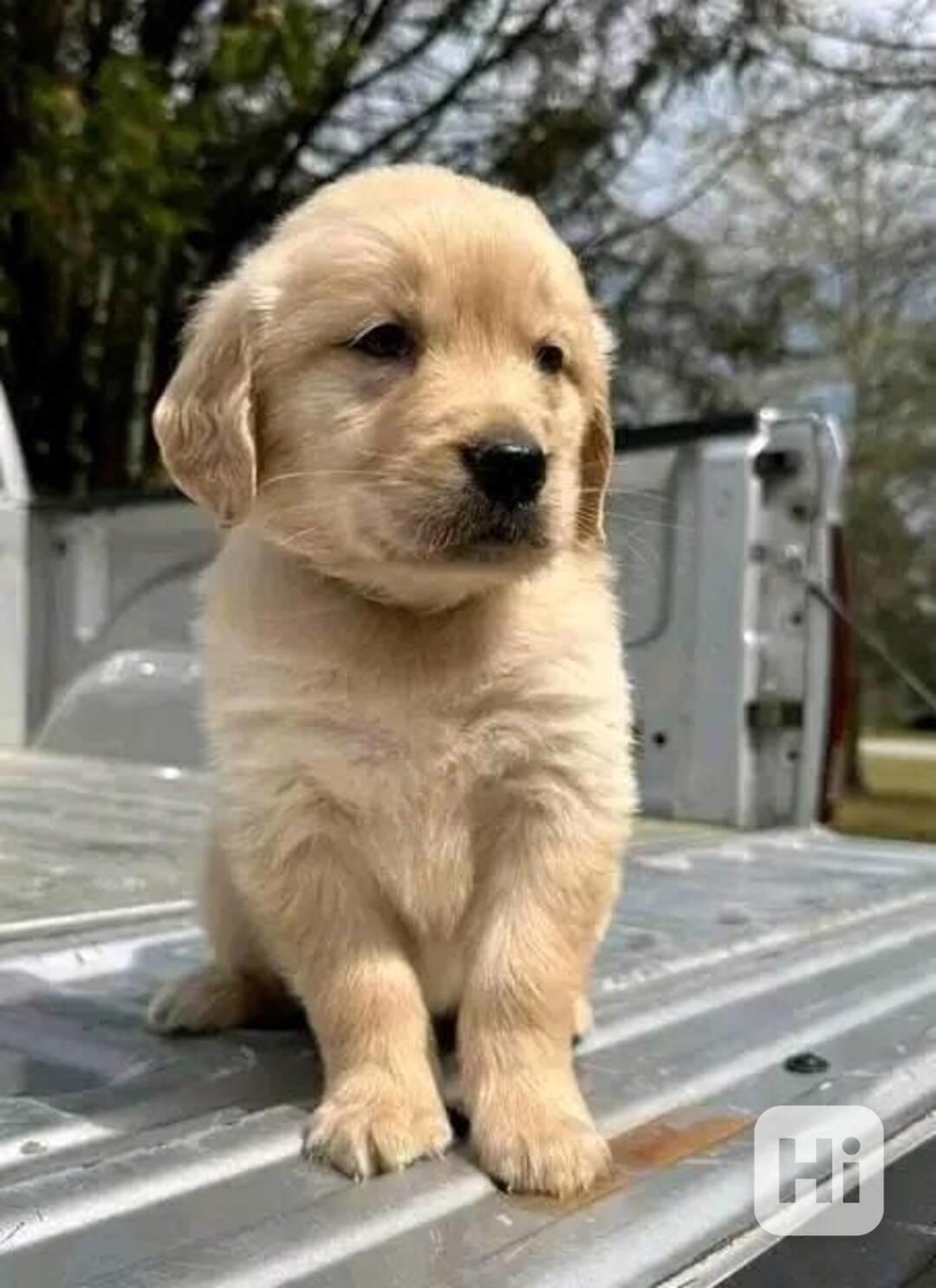 Štěňata zlatého retrívra hledají domov. - foto 1