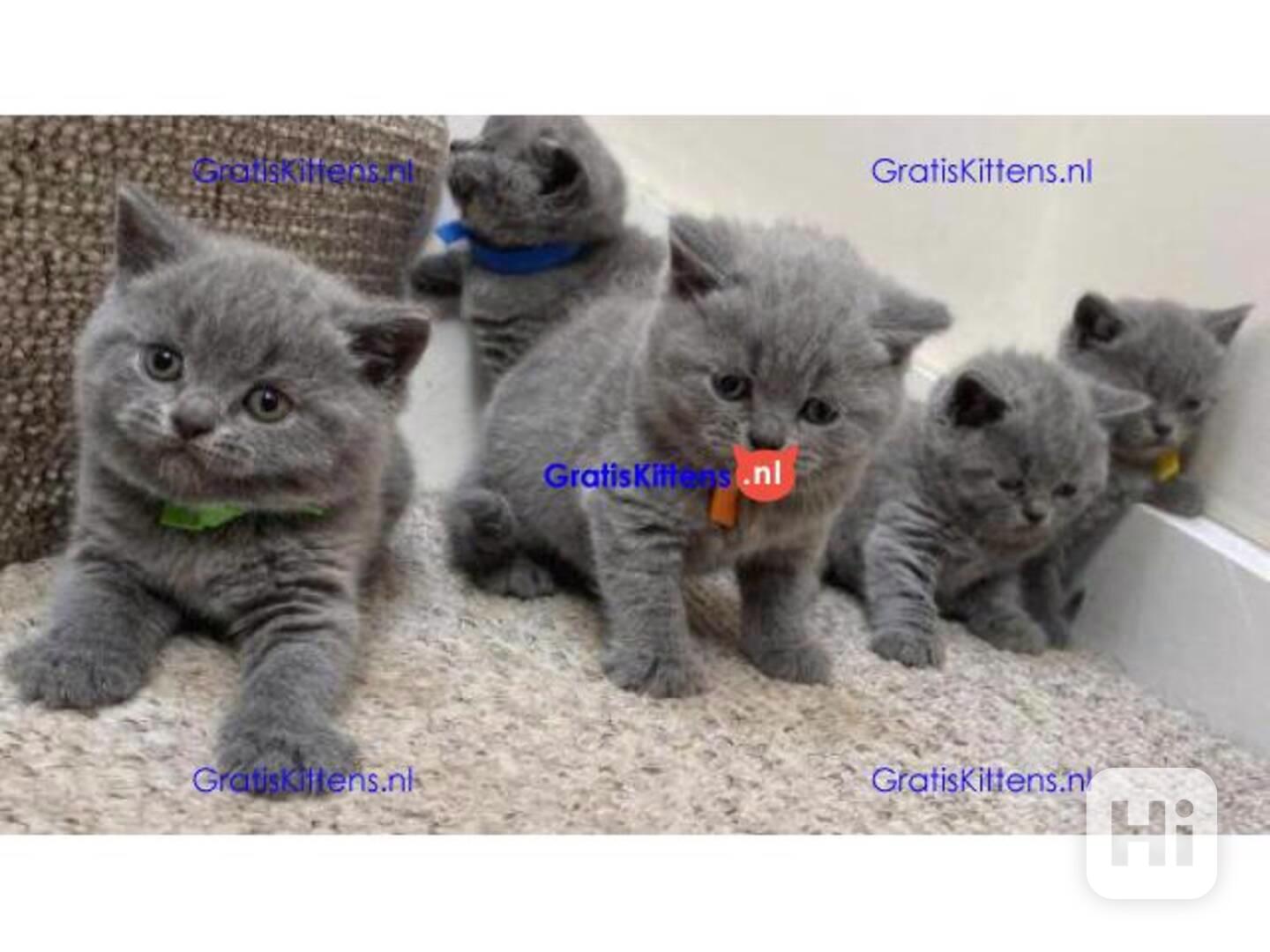 britské krátkosrsté koťata k adopci - foto 1