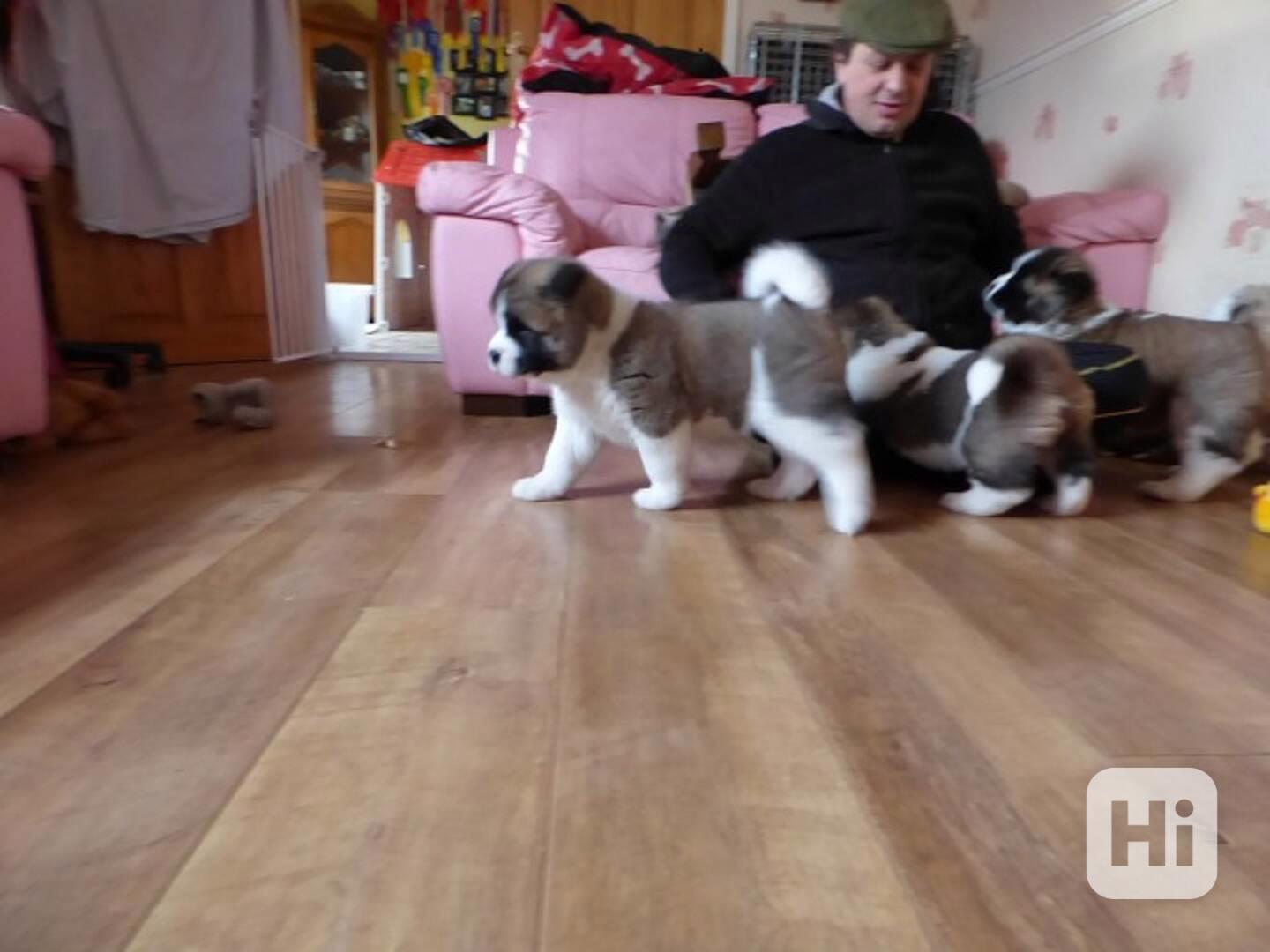 Akita Inu - foto 1