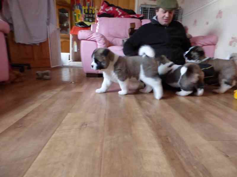 Akita Inu - foto 1