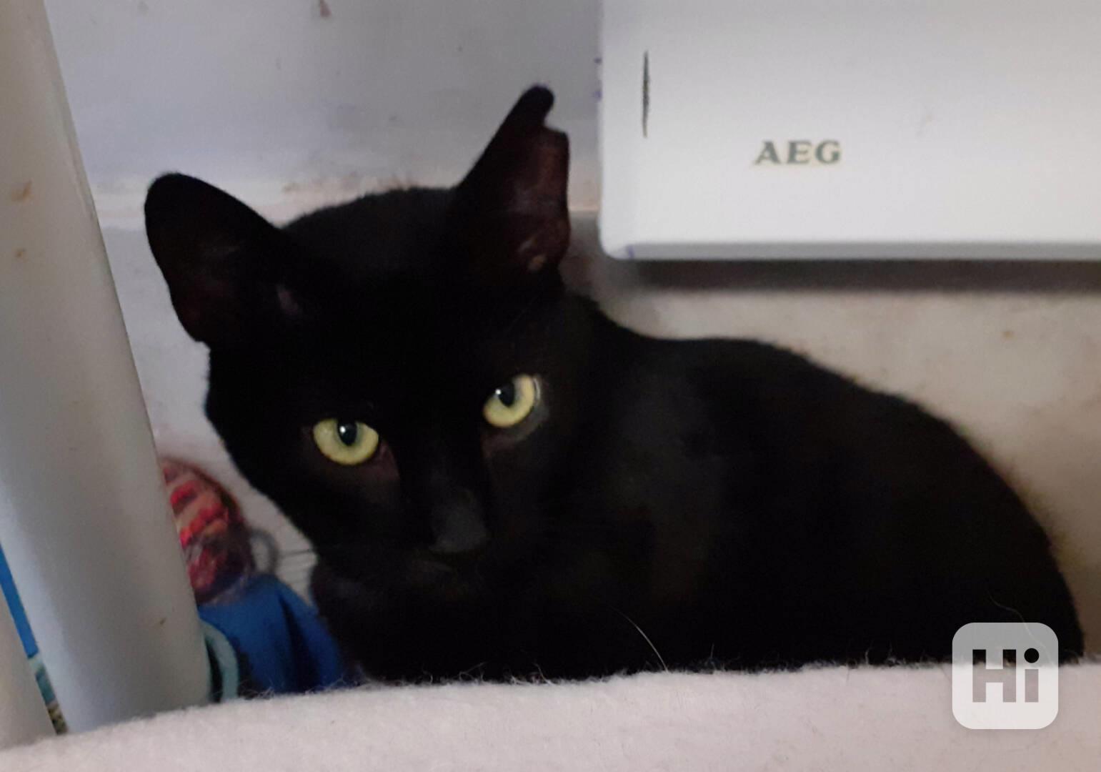 Hodný černý 3letý kocourek Tom hledá domov. - foto 1