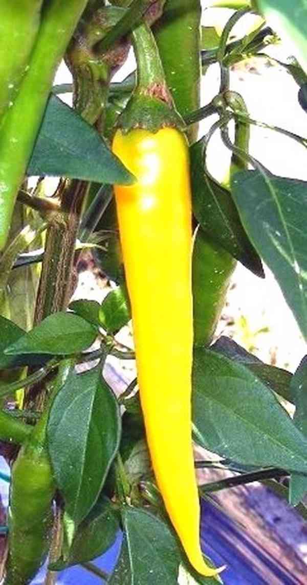 semena chilli Golden Cayenne Pepper - foto 1