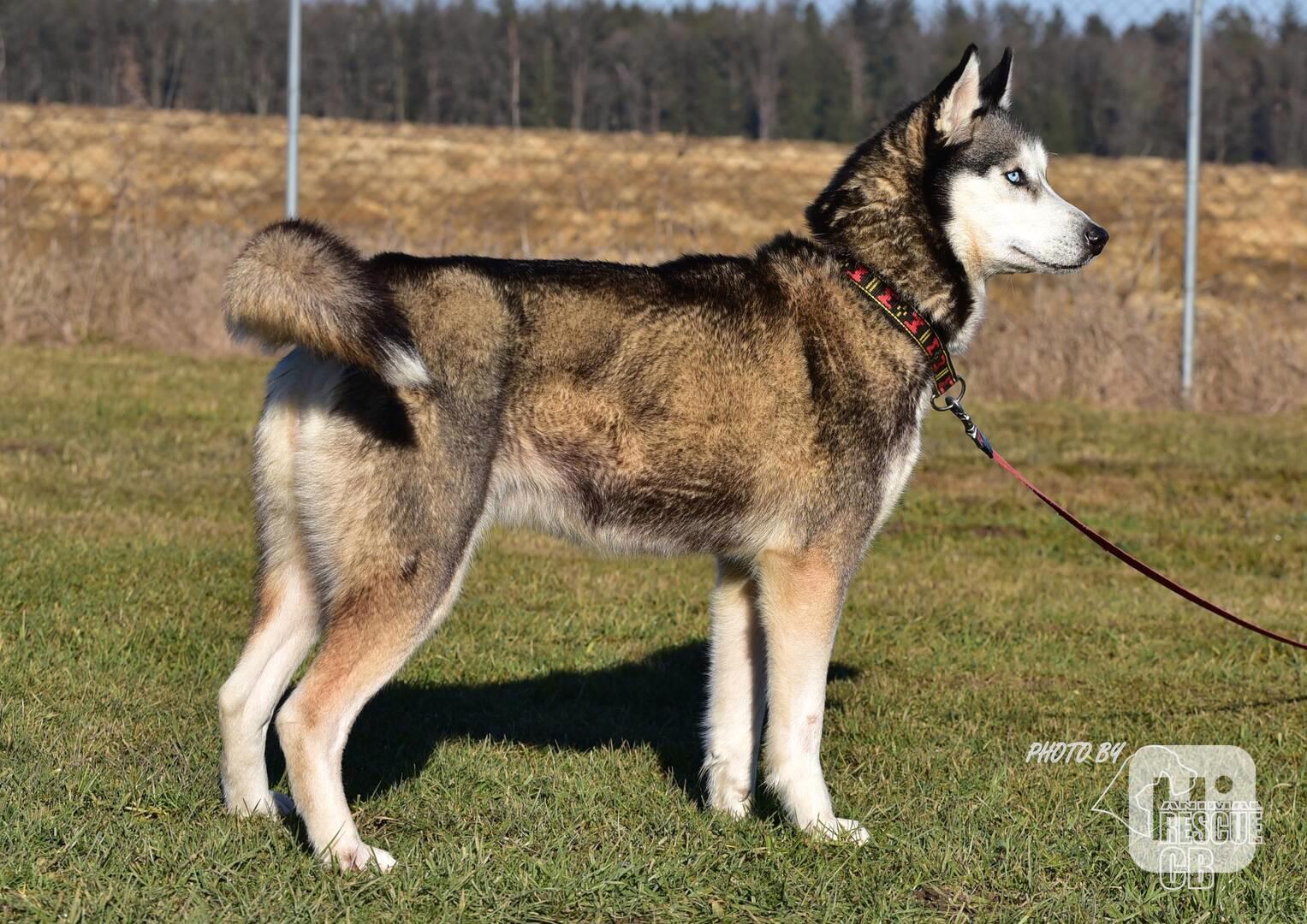 Darujeme odebranou fenu sibiřské husky - foto 1