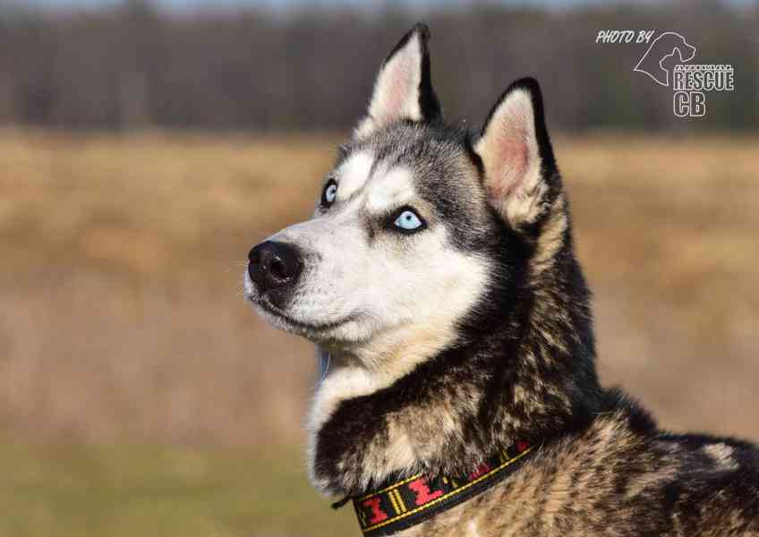 Darujeme odebranou fenu sibiřské husky - foto 3