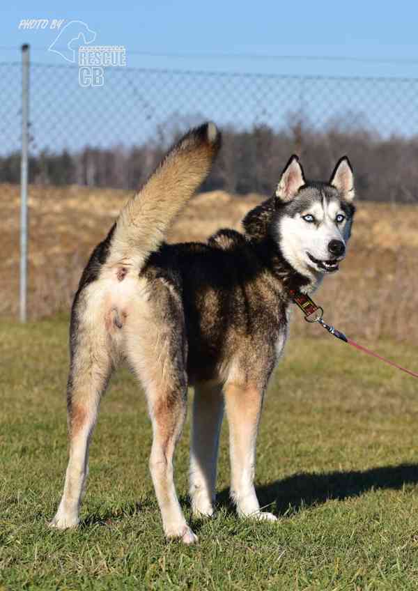 Darujeme odebranou fenu sibiřské husky - foto 2