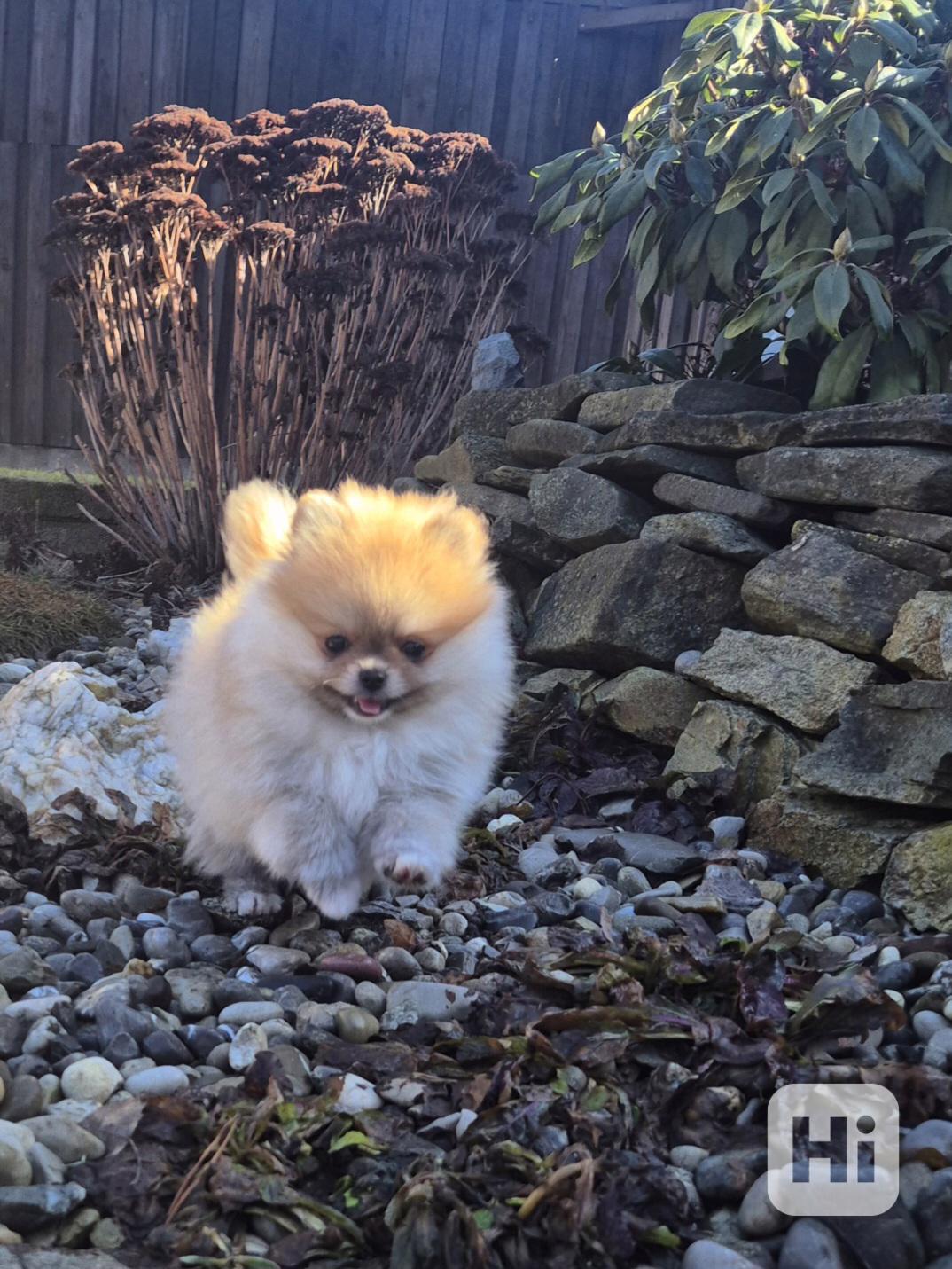 Pomeranian s PP FCI - foto 1