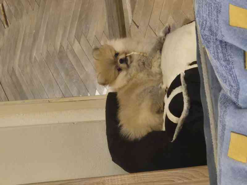 Pomeranian s PP FCI - foto 2