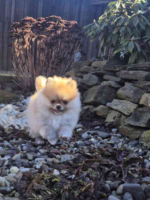 Pomeranian s PP FCI - foto 1