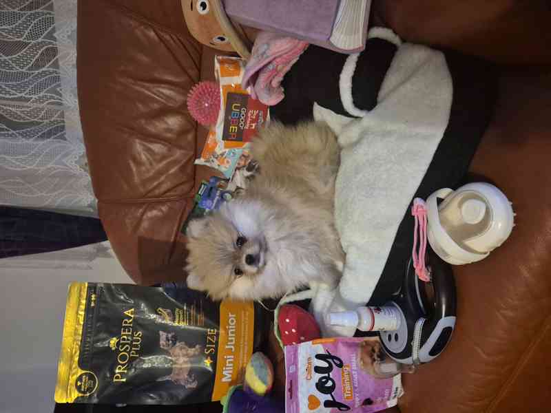 Pomeranian s PP FCI - foto 4