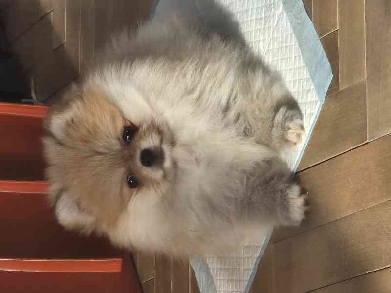 Pomeranian s PP FCI - foto 3