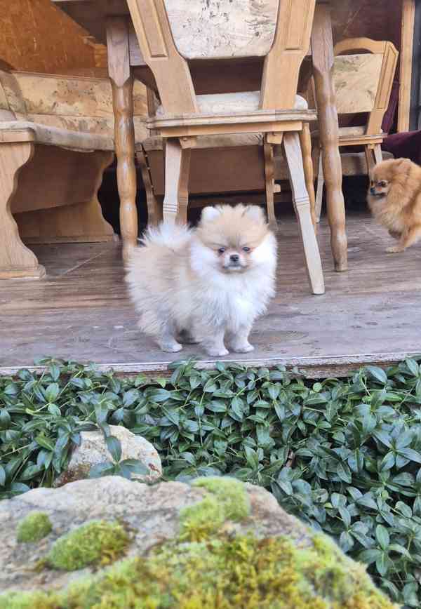 Pomeranian s PP FCI - foto 5
