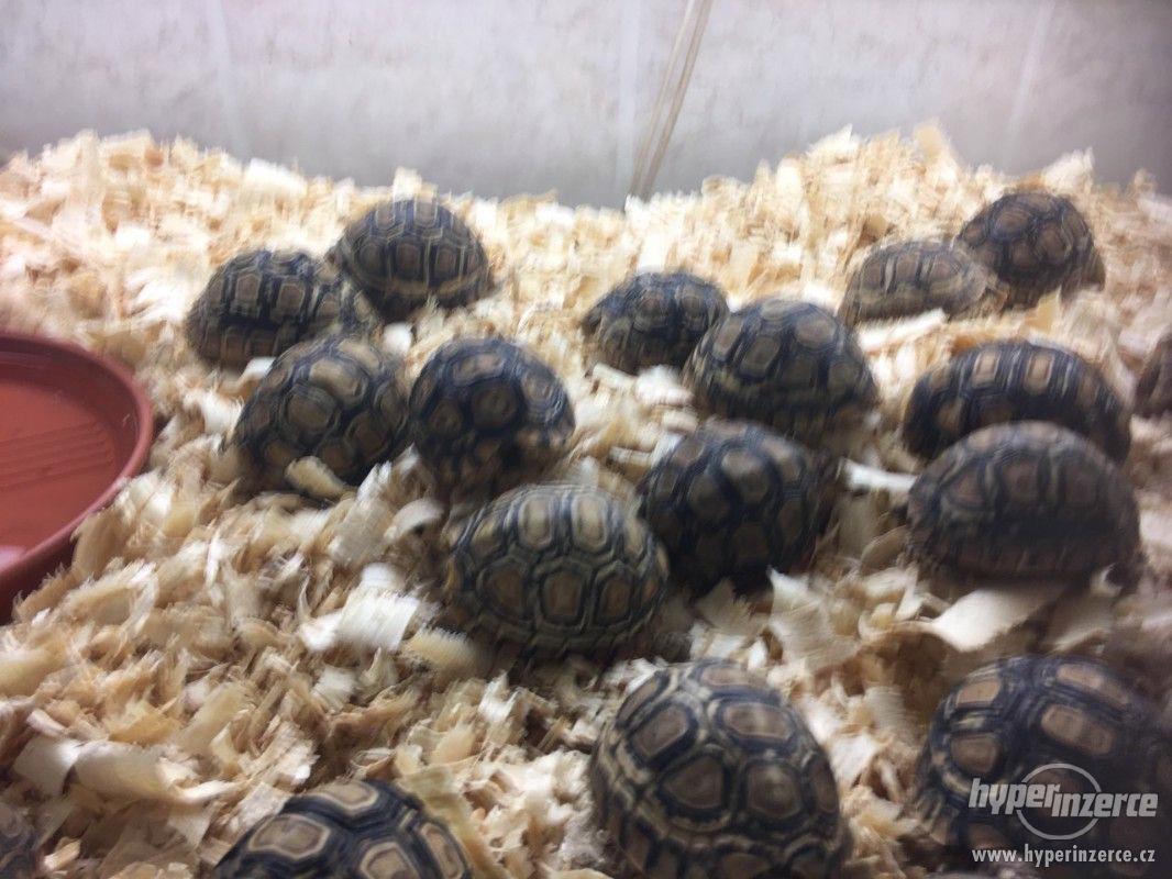 Želva PARDÁLÍ - GEOCHELONE PARDÁLIS - foto 1