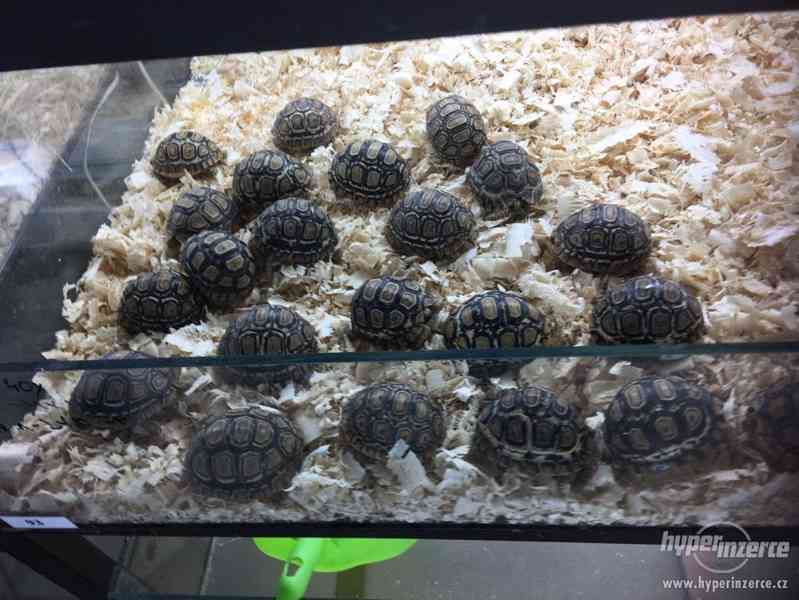 Želva PARDÁLÍ - GEOCHELONE PARDÁLIS - foto 2