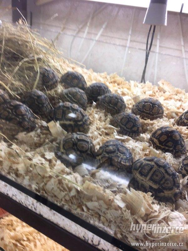 Želva PARDÁLÍ - GEOCHELONE PARDÁLIS - foto 3