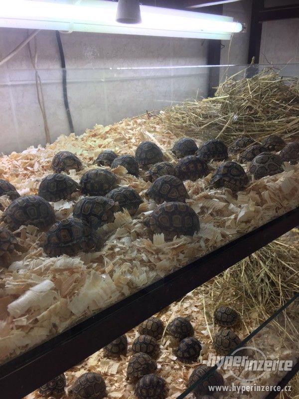 Želva PARDÁLÍ - GEOCHELONE PARDÁLIS - foto 4