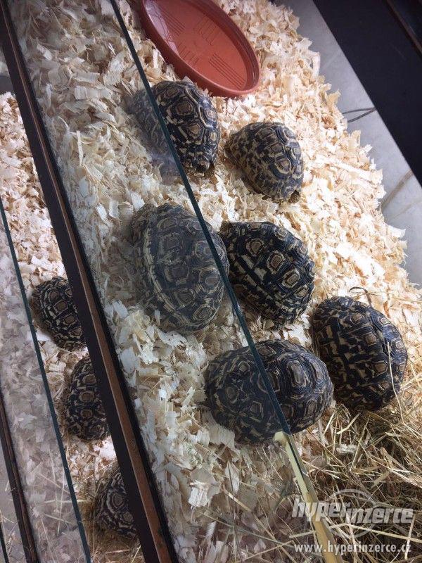Želva PARDÁLÍ - GEOCHELONE PARDÁLIS - foto 5