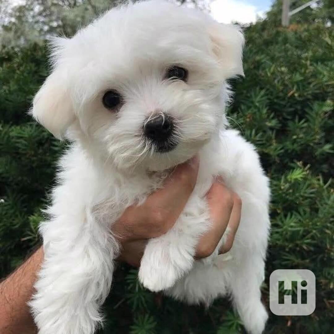 🐾🌸 Štěňata bišonka frisé k dispozici! - foto 1