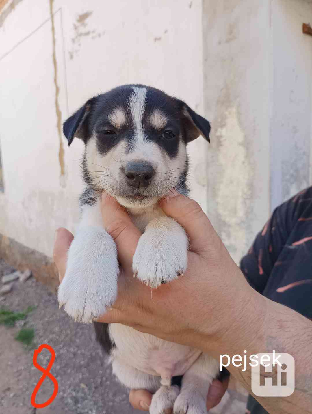 Kříženec Husky a border kolie - foto 1