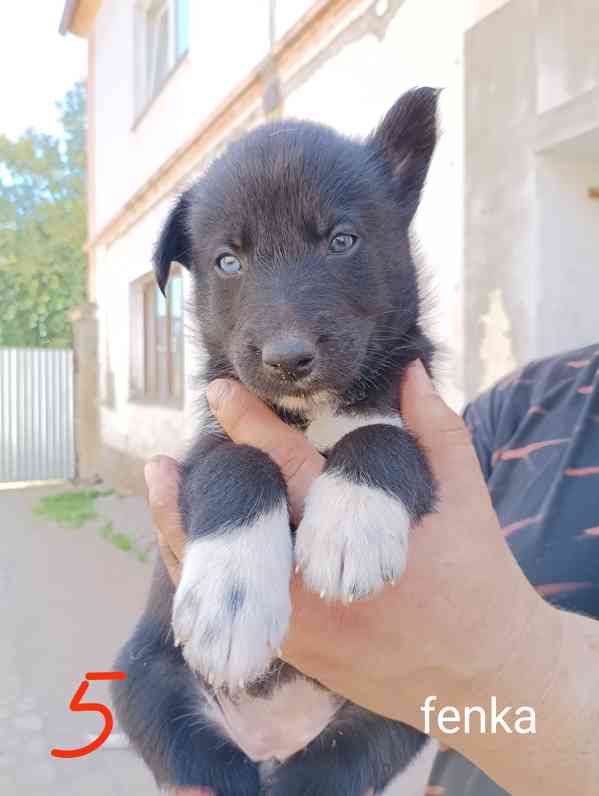 Kříženec Husky a border kolie - foto 4