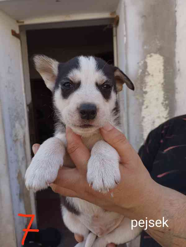 Kříženec Husky a border kolie - foto 2