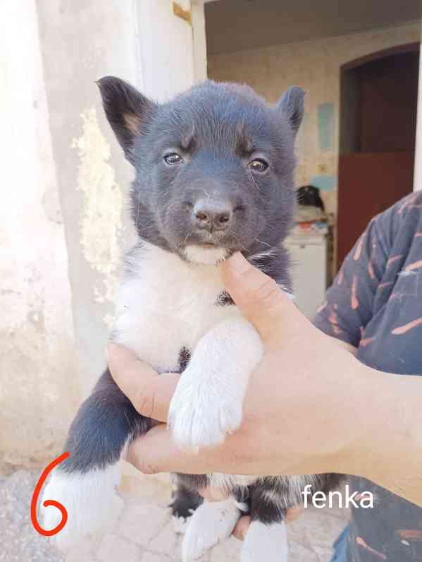 Kříženec Husky a border kolie - foto 3