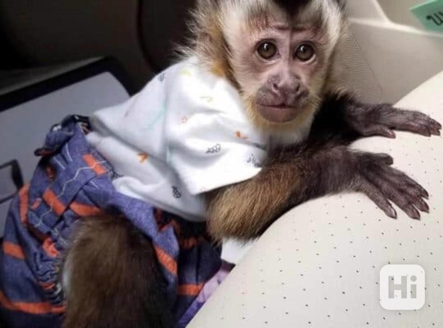 Prodám veselé mláďata kapucínských opici  - foto 1
