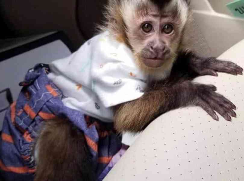 Prodám veselé mláďata kapucínských opici 