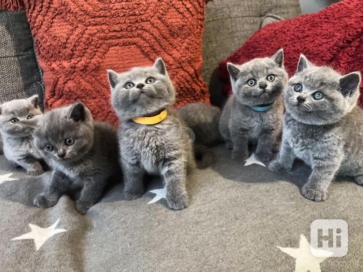 🐾 Rozkošné britské krátkosrsté kotě k dispozici 🐾 - foto 1