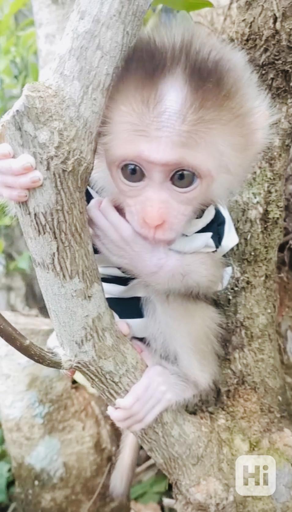 Roztomilé a milující mládě makaka rhesus k adopci - foto 1