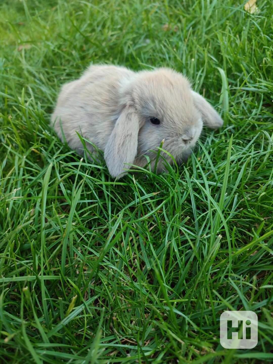 Zakrslý králíček beránek - foto 1