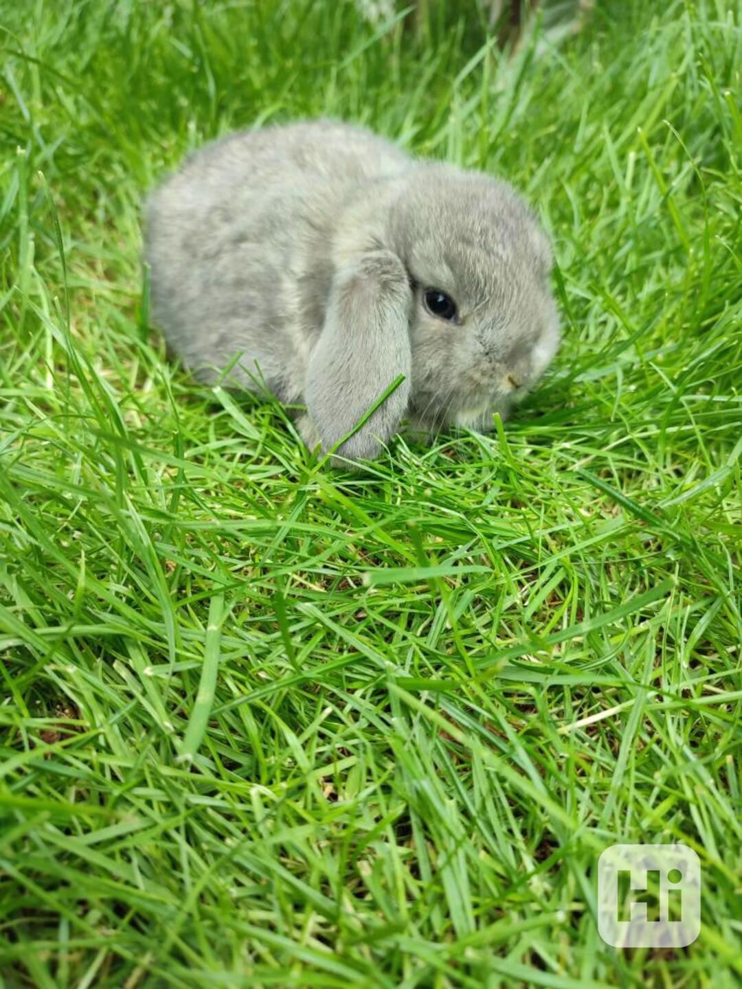 Zakrslý králíček beránek - foto 1