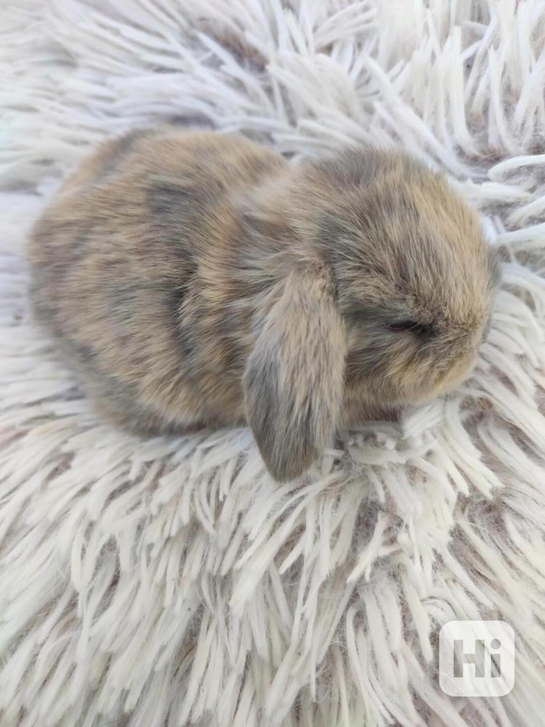 Zakrslý králíček beránek - foto 1