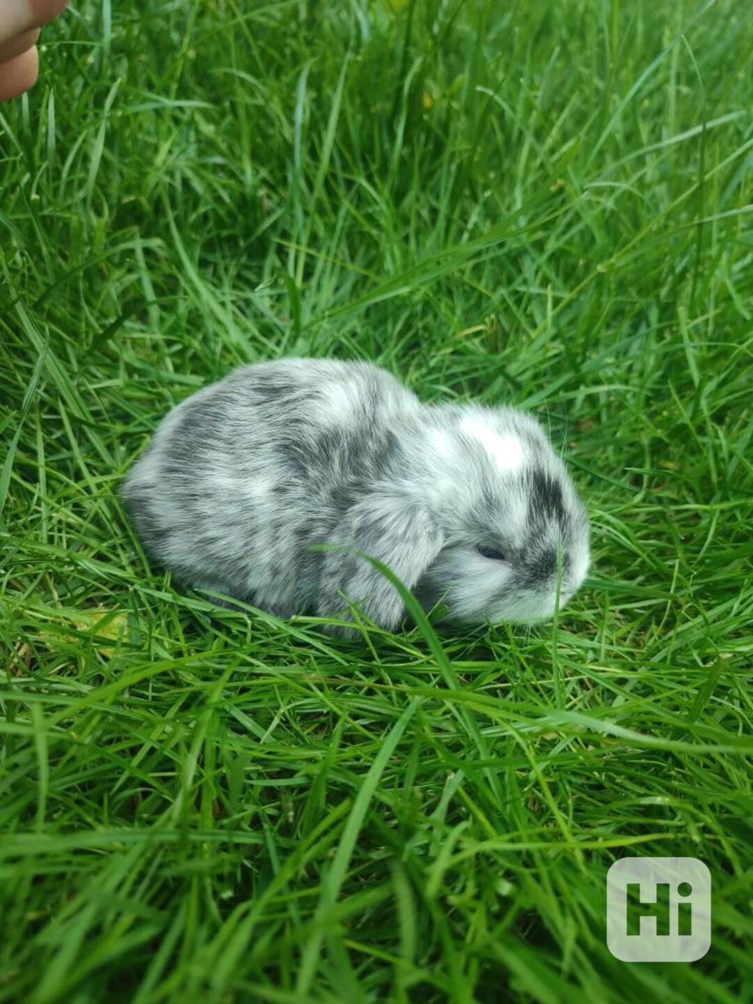 Zakrslý králíček beránek - foto 1