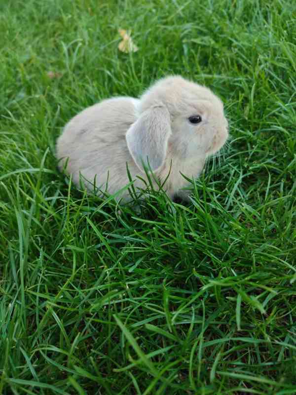 Zakrslý králíček beránek - foto 3