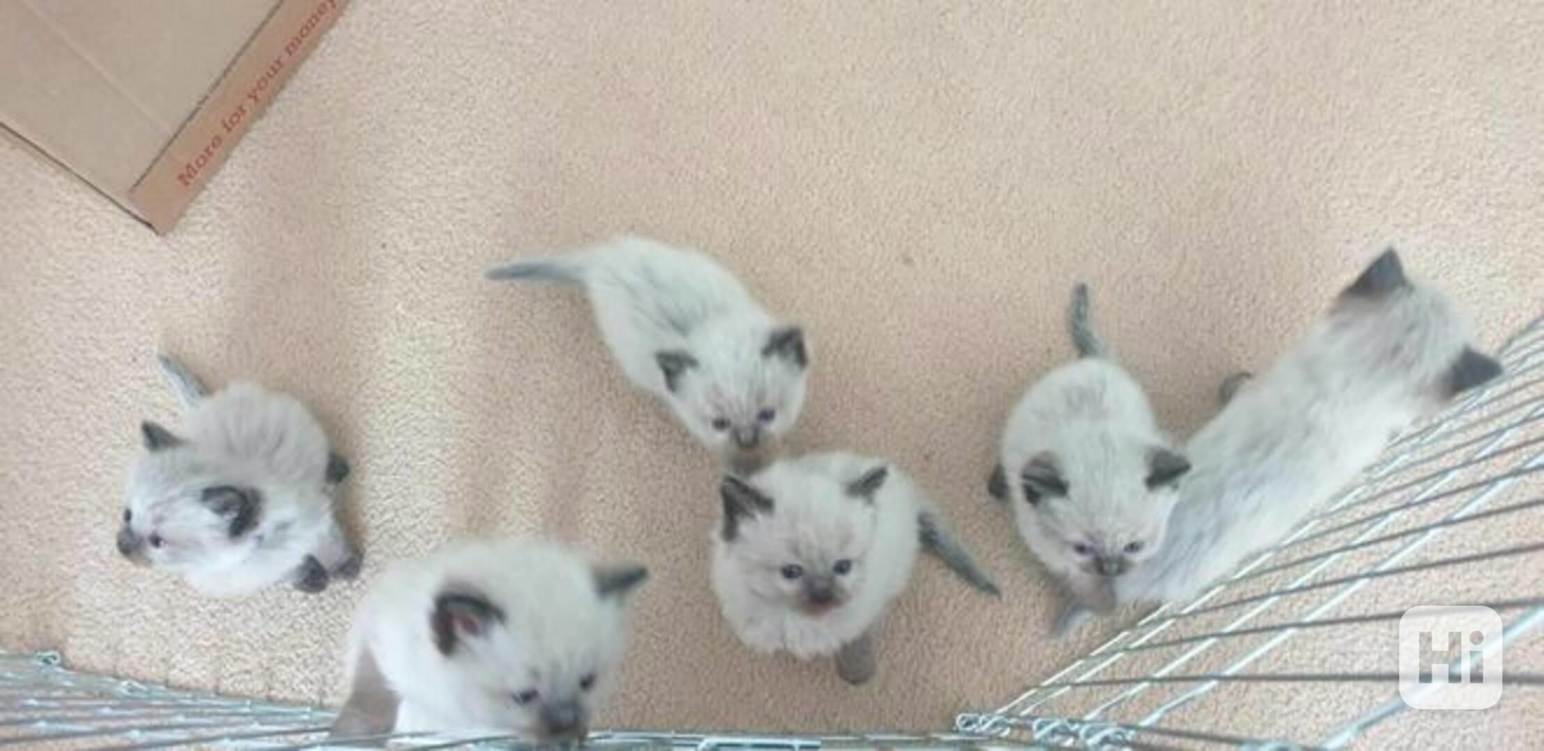 Kotátko ragdoll k dispozici   - foto 1