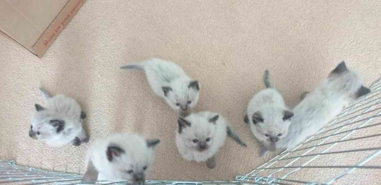 Kotátko ragdoll k dispozici   - foto 1