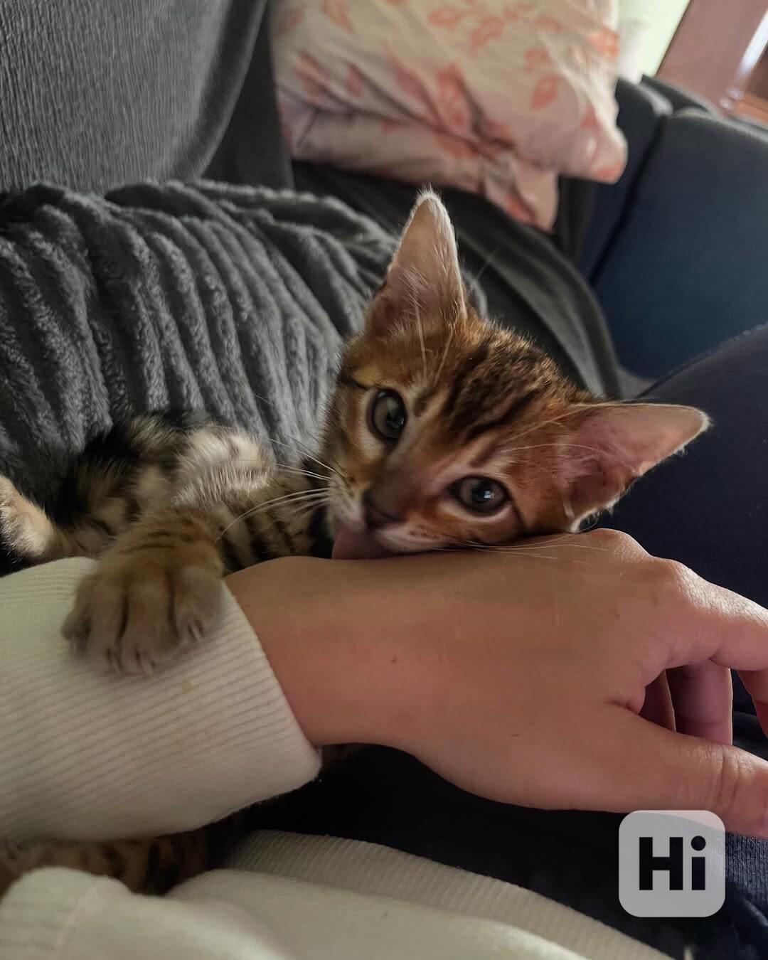 Nádherné bengálské kotě hledá milující domov 🐱✨ - foto 1