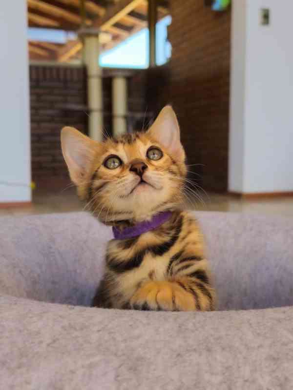 Nádherné bengálské kotě hledá milující domov 🐱✨ - foto 2