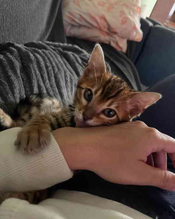 Nádherné bengálské kotě hledá milující domov 🐱✨ - foto 1