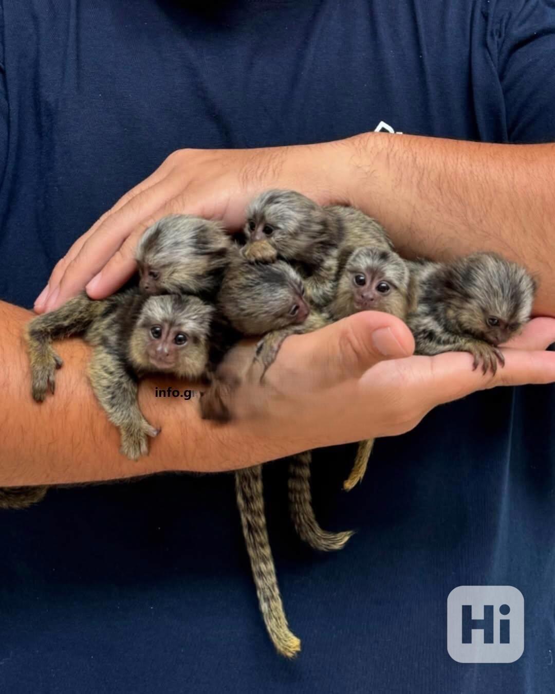  Láska ke všem opičkám kosmanům k dispozici - foto 1