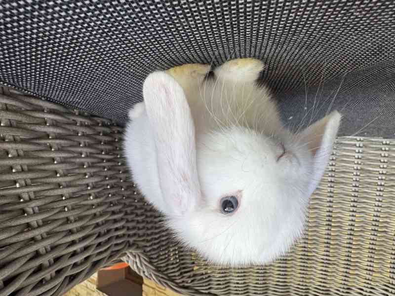 Zakrslý králíček beránek sameček - foto 1