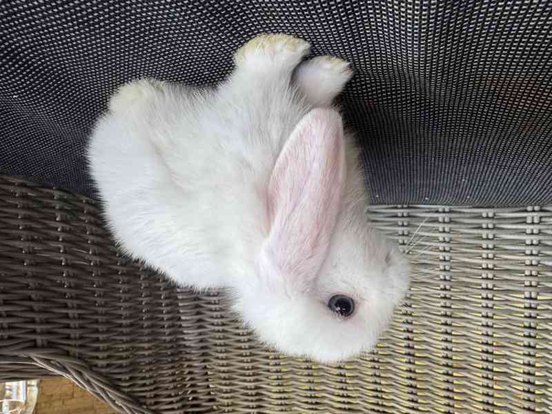 Zakrslý králíček beránek sameček - foto 4