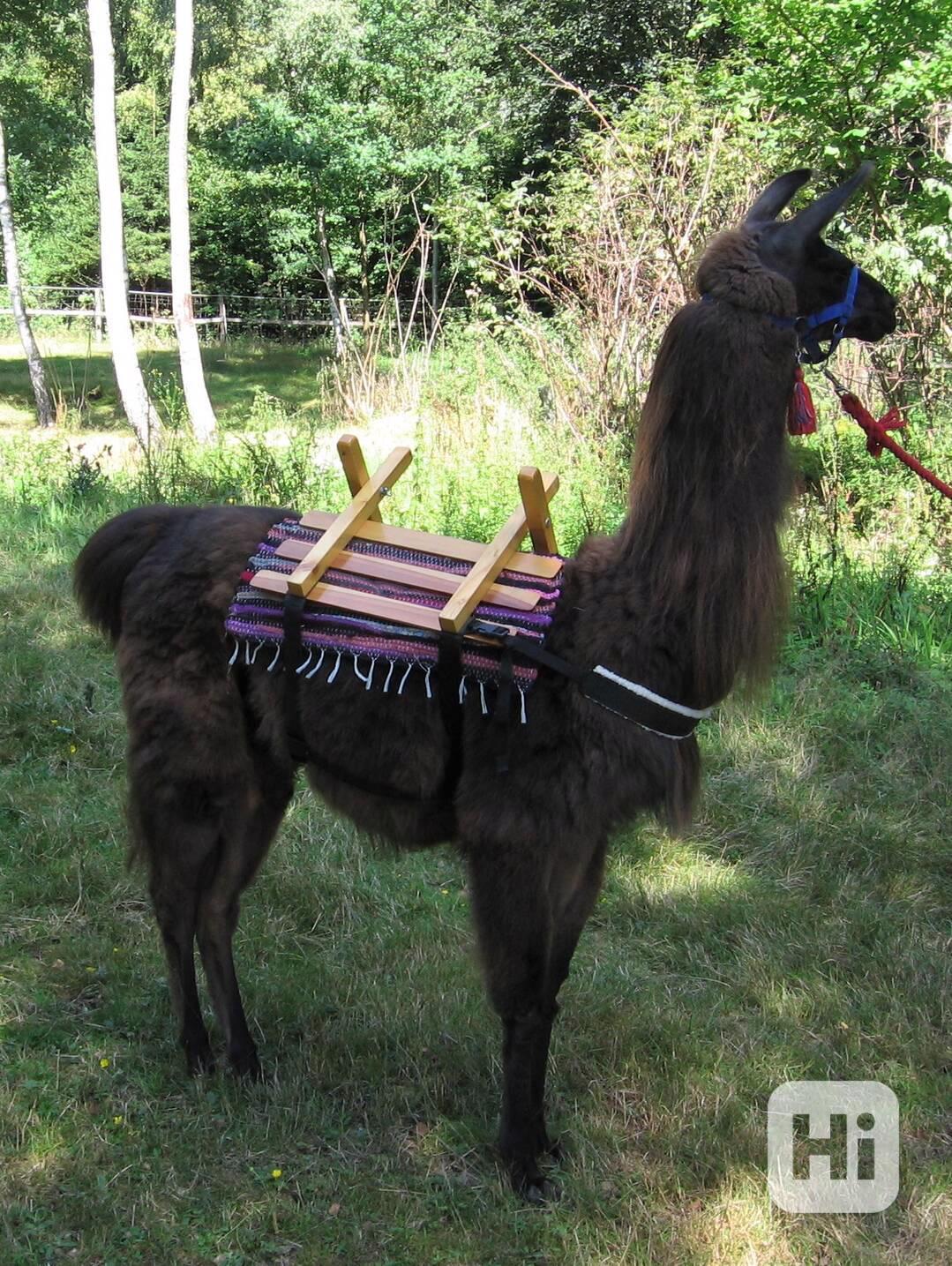 Nosič pro lamy krotké - foto 1