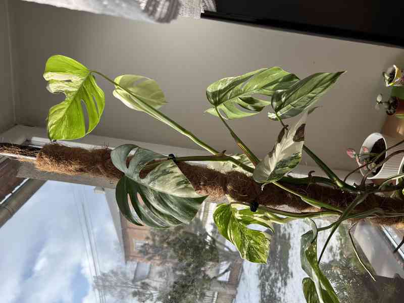 Monstera deliciosa albo  - foto 2