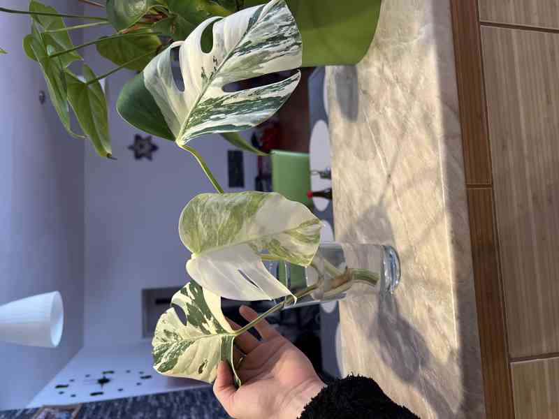 Monstera deliciosa albo  - foto 4