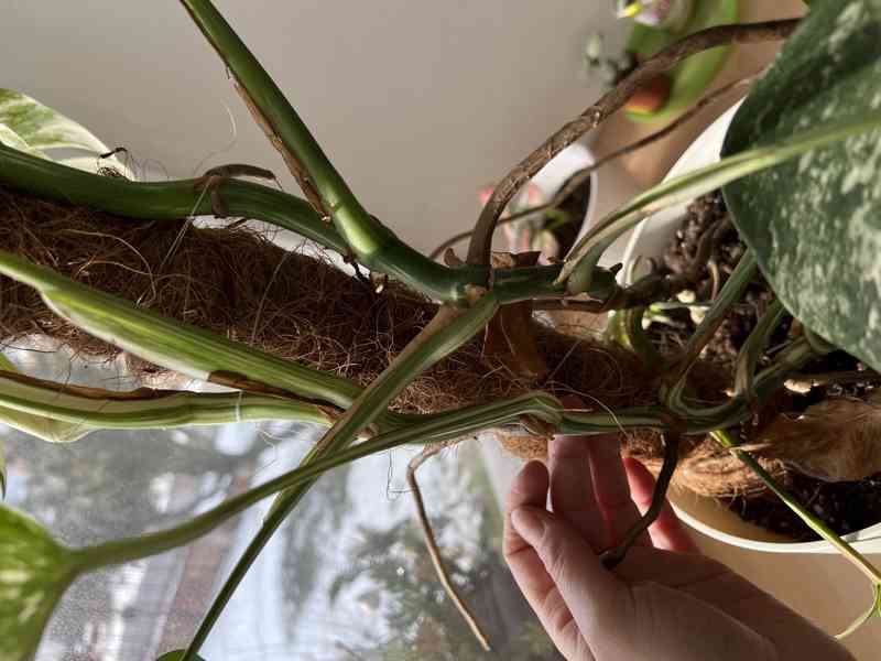 Monstera deliciosa albo  - foto 3