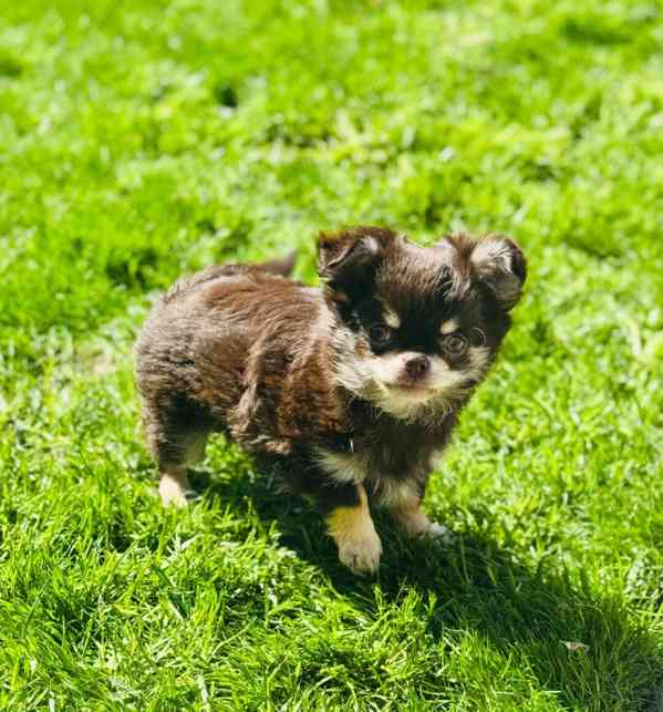 Nádherná čokoládová dlouhosrstá štěňata KC čivavy Zkráceno  - foto 4